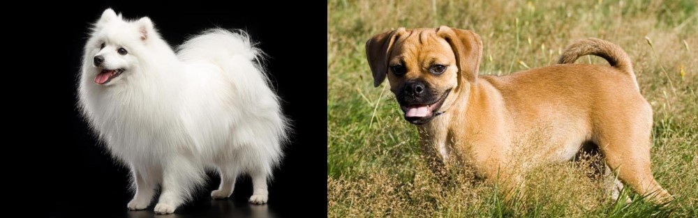 Puggle vs Japanese Spitz - Breed Comparison