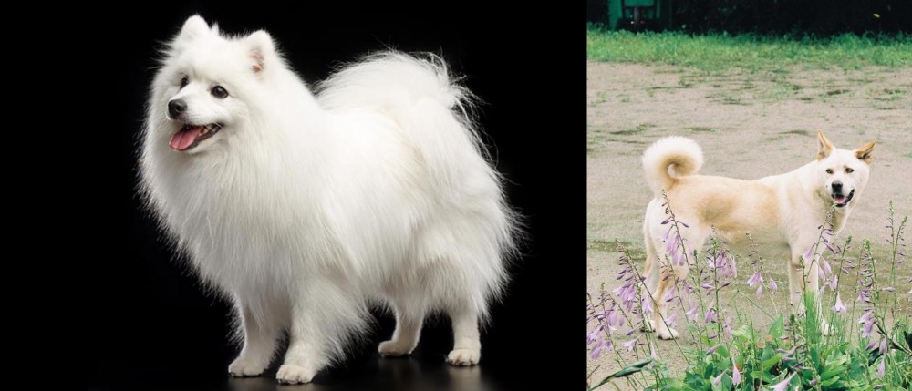 Pungsan Dog vs Japanese Spitz - Breed Comparison