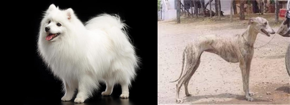 Rampur Greyhound vs Japanese Spitz - Breed Comparison