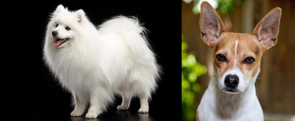 Rat Terrier vs Japanese Spitz - Breed Comparison