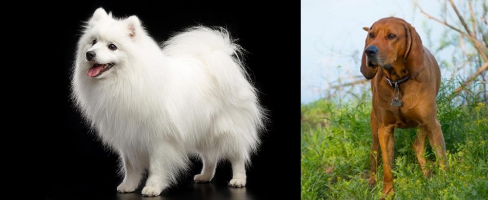 Redbone Coonhound vs Japanese Spitz - Breed Comparison
