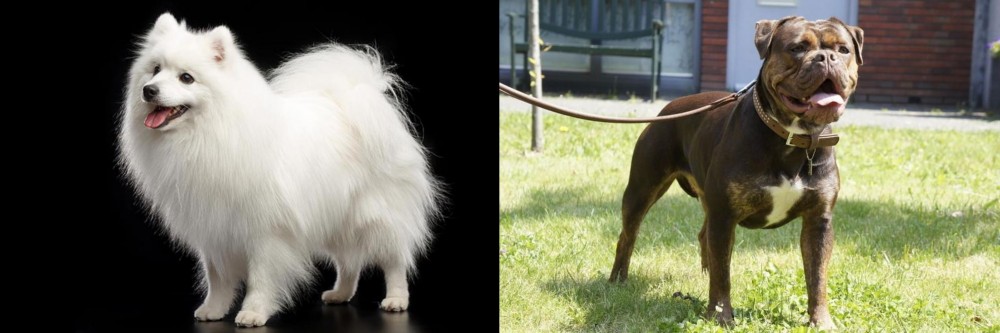 Renascence Bulldogge vs Japanese Spitz - Breed Comparison
