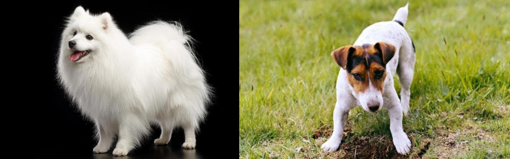 Russell Terrier vs Japanese Spitz - Breed Comparison