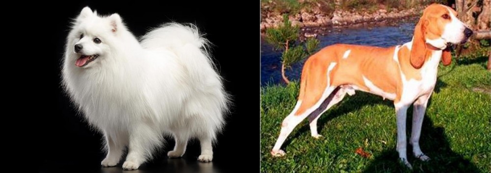 Schweizer Laufhund vs Japanese Spitz - Breed Comparison