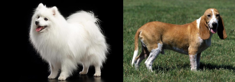 Schweizer Niederlaufhund vs Japanese Spitz - Breed Comparison
