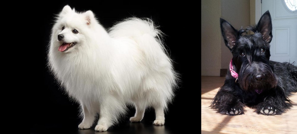 Scottish Terrier vs Japanese Spitz - Breed Comparison