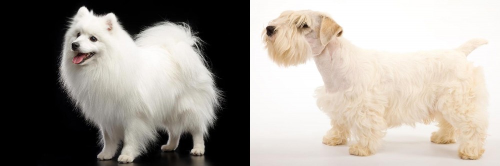 Sealyham Terrier vs Japanese Spitz - Breed Comparison