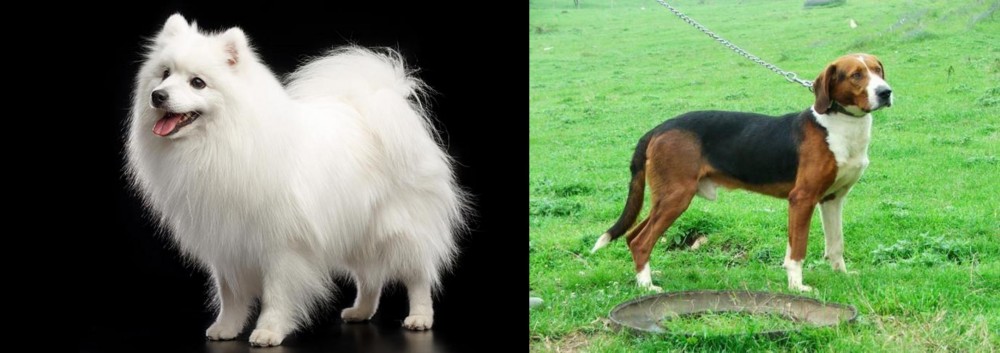 Serbian Tricolour Hound vs Japanese Spitz - Breed Comparison