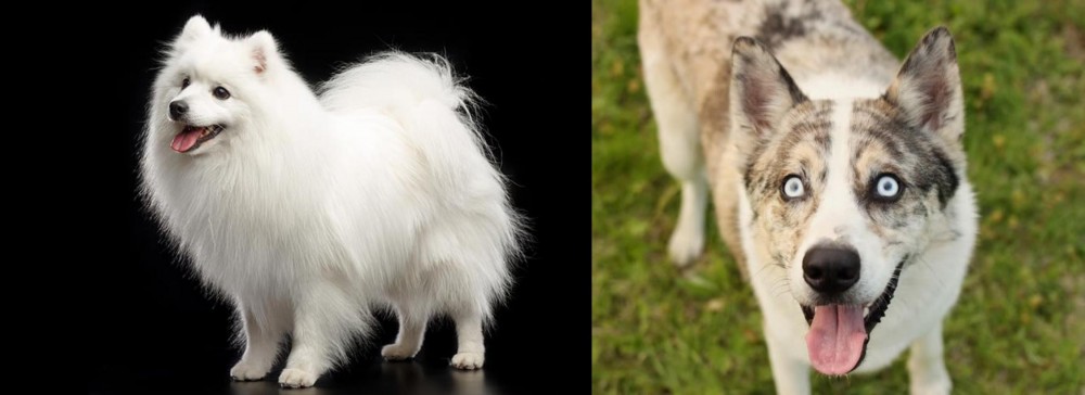 Shepherd Husky vs Japanese Spitz - Breed Comparison