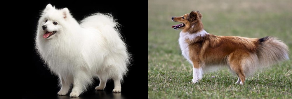 Shetland Sheepdog vs Japanese Spitz - Breed Comparison