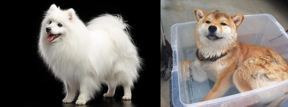 Shiba Inu vs Japanese Spitz - Breed Comparison