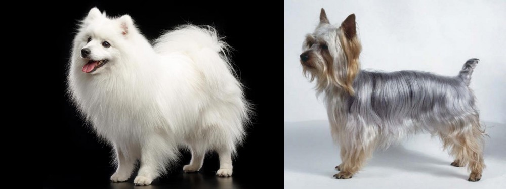 Silky Terrier vs Japanese Spitz - Breed Comparison