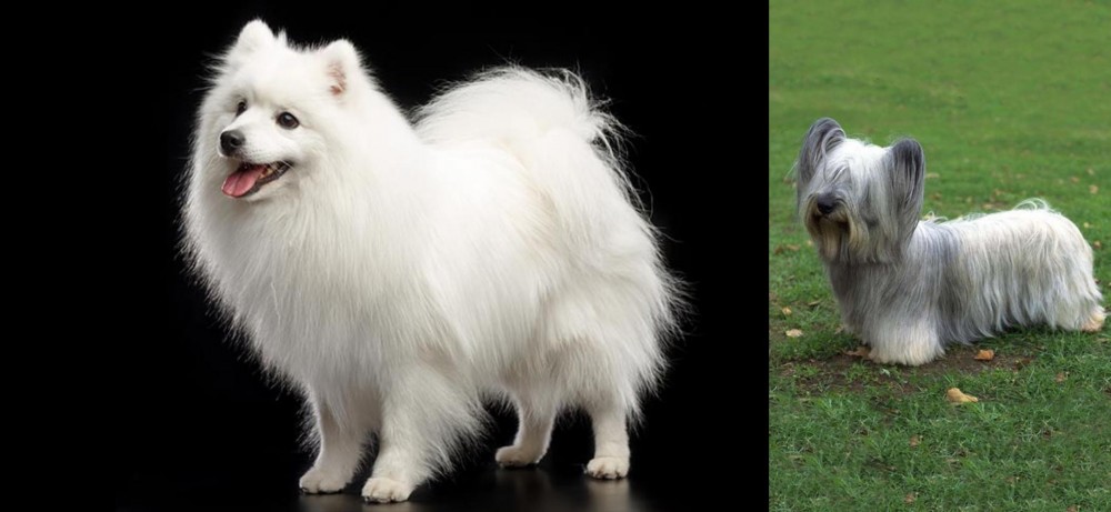 Skye Terrier vs Japanese Spitz - Breed Comparison