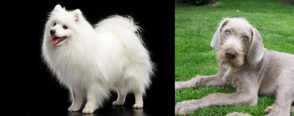 Slovakian Rough Haired Pointer vs Japanese Spitz - Breed Comparison