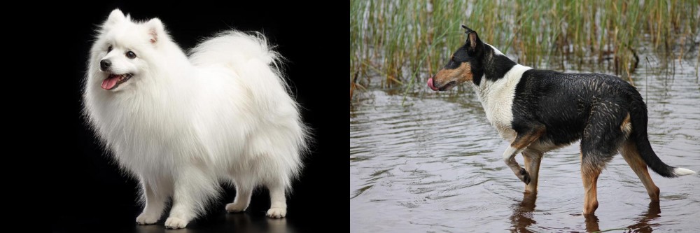 Smooth Collie vs Japanese Spitz - Breed Comparison
