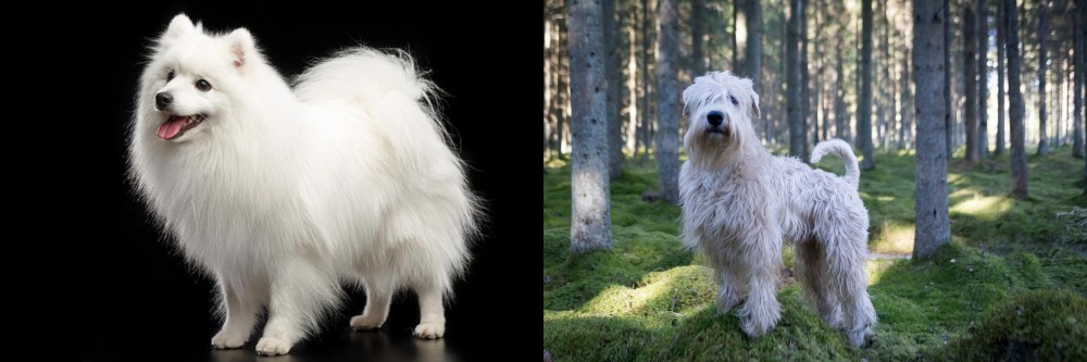 Soft-Coated Wheaten Terrier vs Japanese Spitz - Breed Comparison