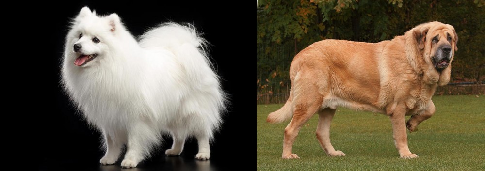 Spanish Mastiff vs Japanese Spitz - Breed Comparison