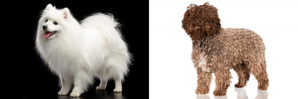 Spanish Water Dog vs Japanese Spitz - Breed Comparison