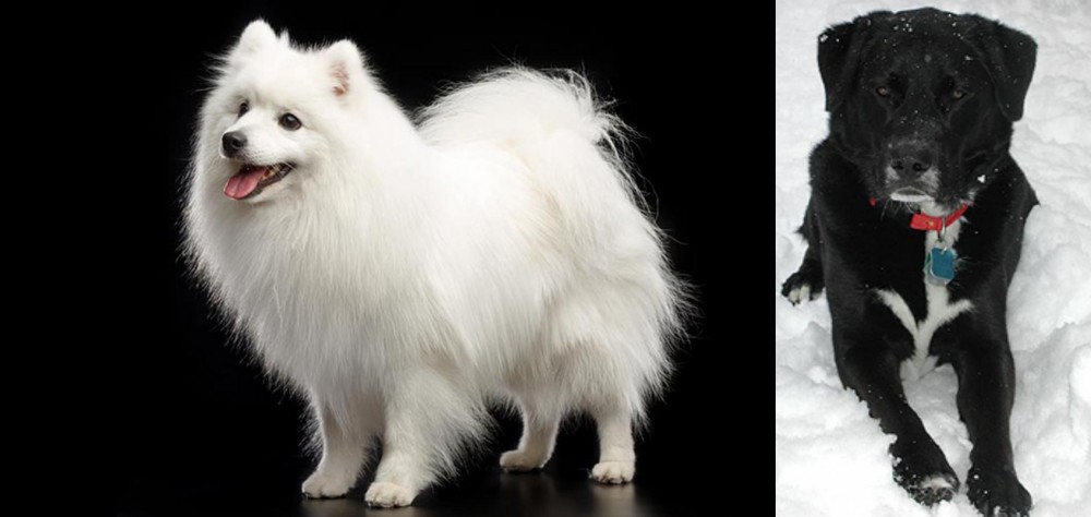 St. John's Water Dog vs Japanese Spitz - Breed Comparison