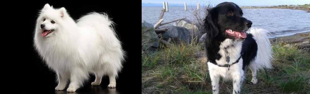 Stabyhoun vs Japanese Spitz - Breed Comparison