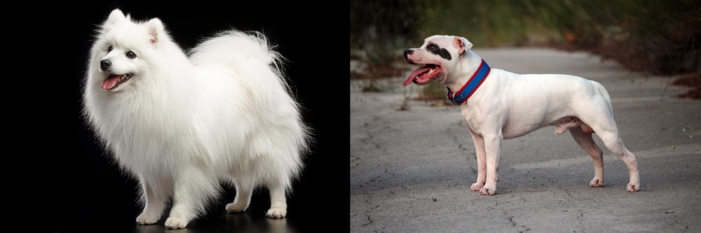 Staffordshire Bull Terrier vs Japanese Spitz - Breed Comparison