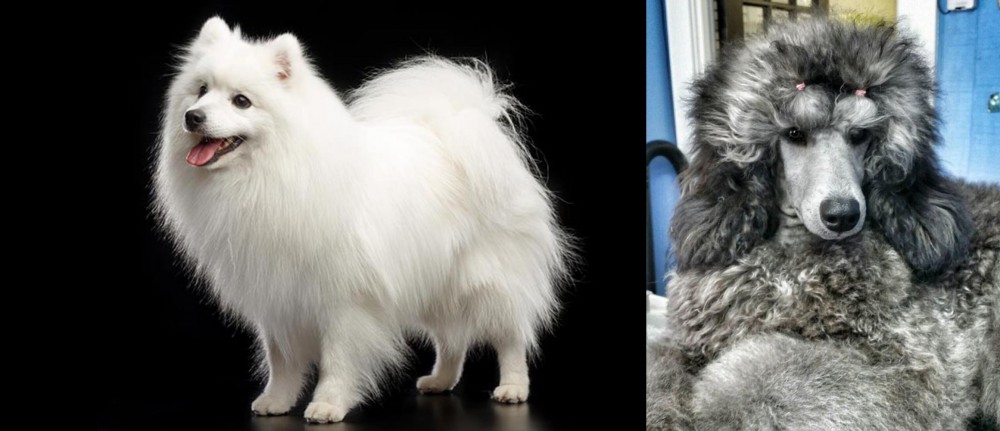 Standard Poodle vs Japanese Spitz - Breed Comparison