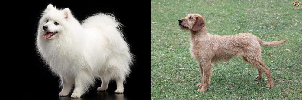 Styrian Coarse Haired Hound vs Japanese Spitz - Breed Comparison