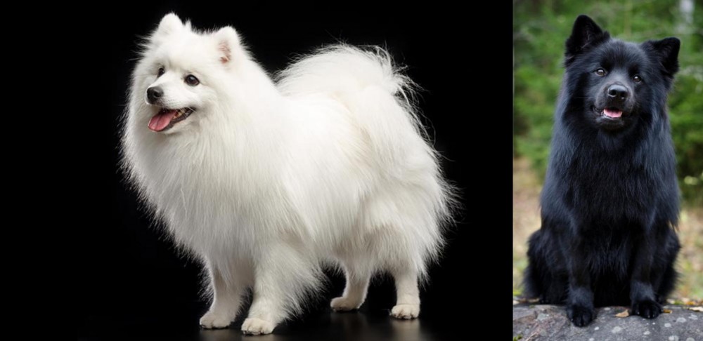 Swedish Lapphund vs Japanese Spitz - Breed Comparison