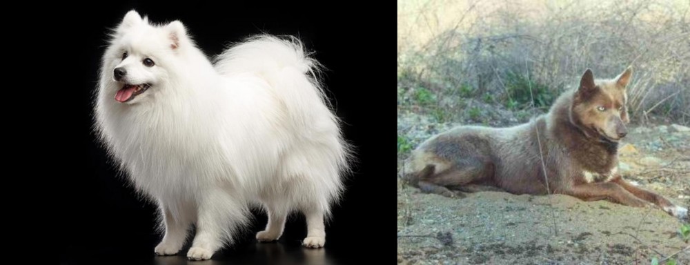 Tahltan Bear Dog vs Japanese Spitz - Breed Comparison