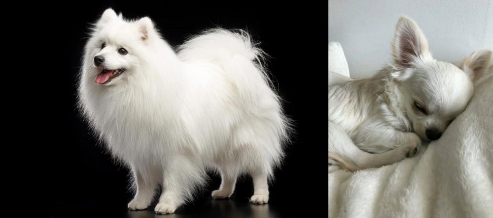 Tea Cup Chihuahua vs Japanese Spitz - Breed Comparison