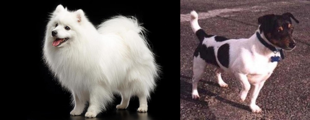 Teddy Roosevelt Terrier vs Japanese Spitz - Breed Comparison