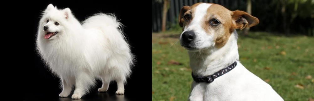 Tenterfield Terrier vs Japanese Spitz - Breed Comparison