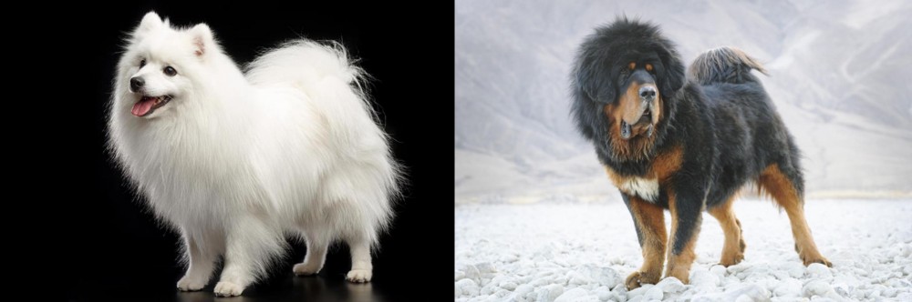 Tibetan Mastiff vs Japanese Spitz - Breed Comparison