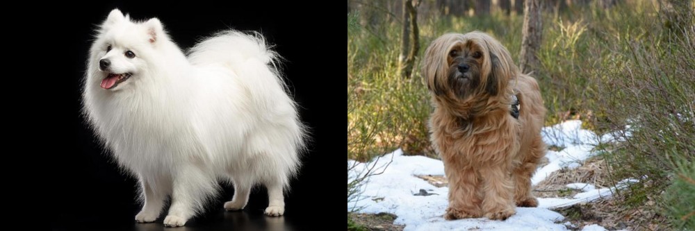 Tibetan Terrier vs Japanese Spitz - Breed Comparison
