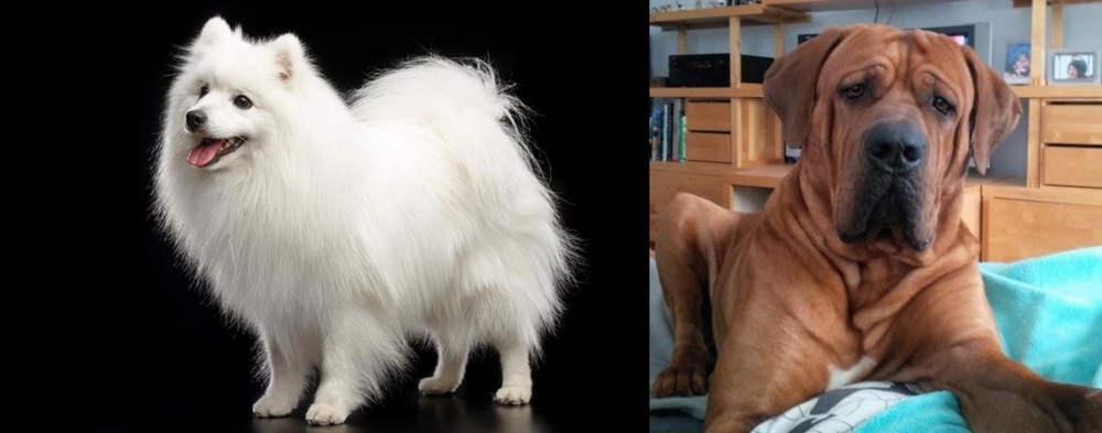 Tosa vs Japanese Spitz - Breed Comparison