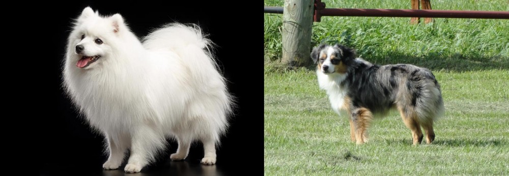 Toy Australian Shepherd vs Japanese Spitz - Breed Comparison