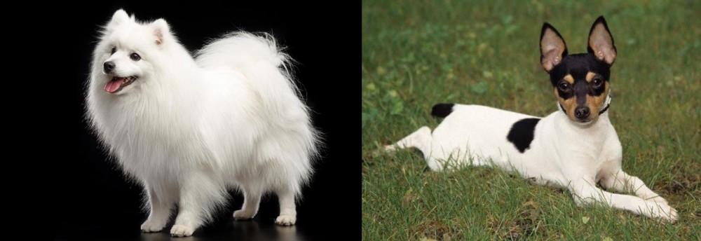 Toy Fox Terrier vs Japanese Spitz - Breed Comparison