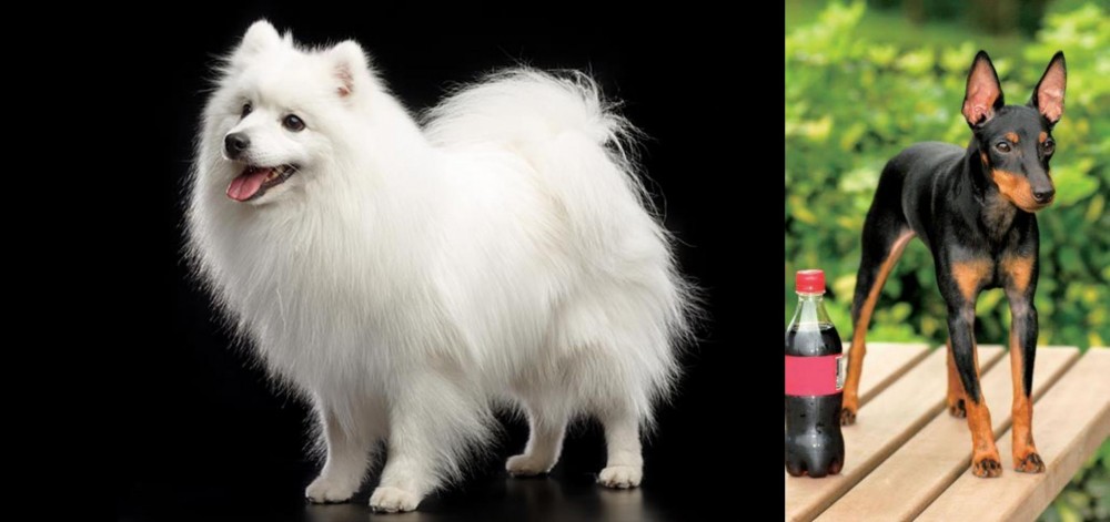 Toy Manchester Terrier vs Japanese Spitz - Breed Comparison