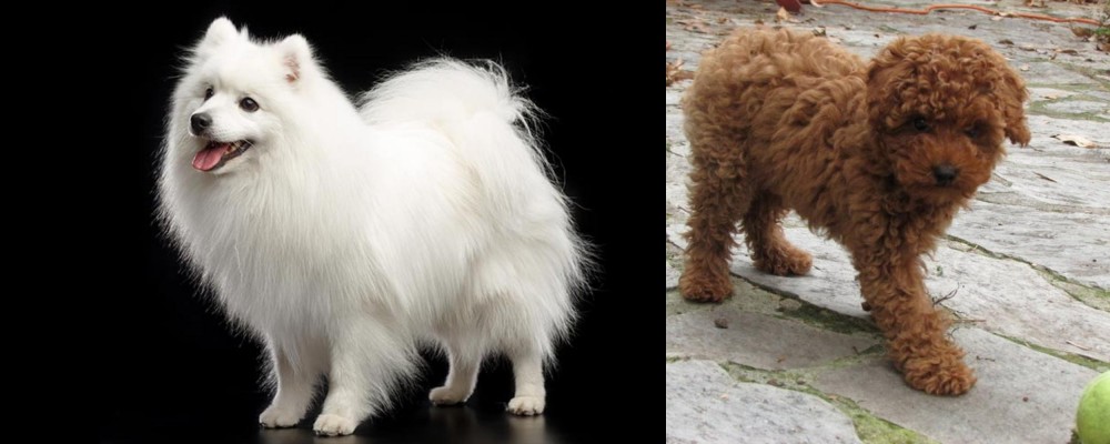 Toy Poodle vs Japanese Spitz - Breed Comparison