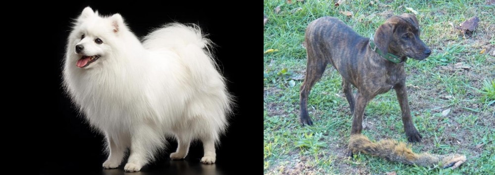 Treeing Cur vs Japanese Spitz - Breed Comparison