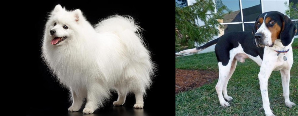 Treeing Walker Coonhound vs Japanese Spitz - Breed Comparison