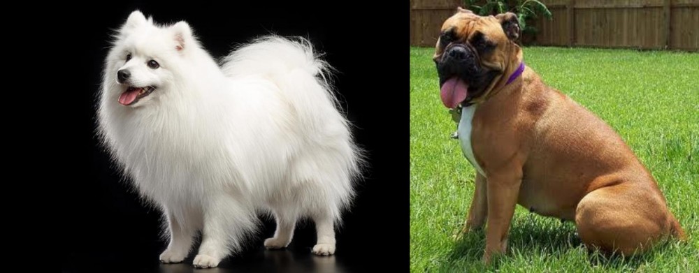 Valley Bulldog vs Japanese Spitz - Breed Comparison