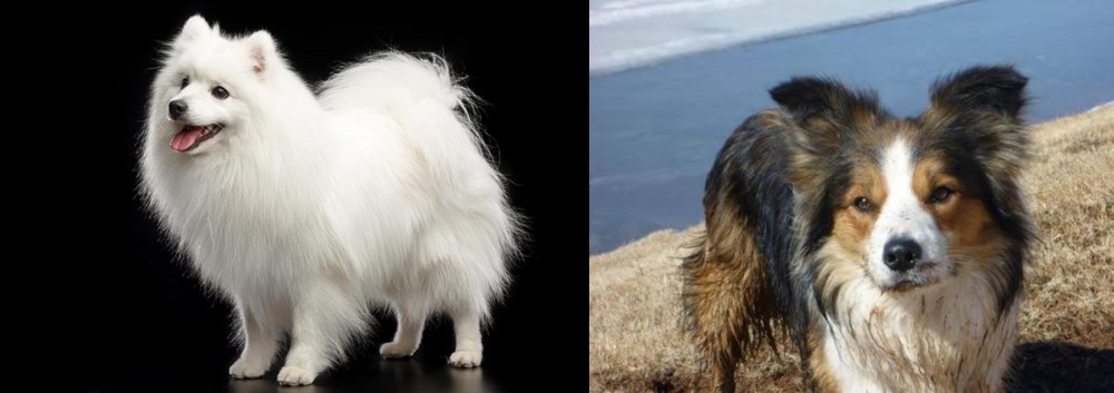 Welsh Sheepdog vs Japanese Spitz - Breed Comparison