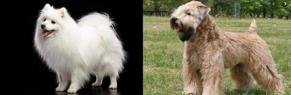 Wheaten Terrier vs Japanese Spitz - Breed Comparison
