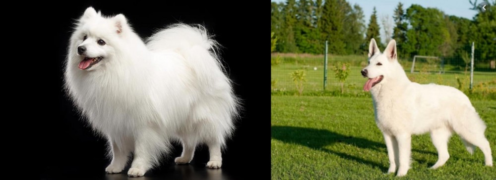 White Shepherd vs Japanese Spitz - Breed Comparison
