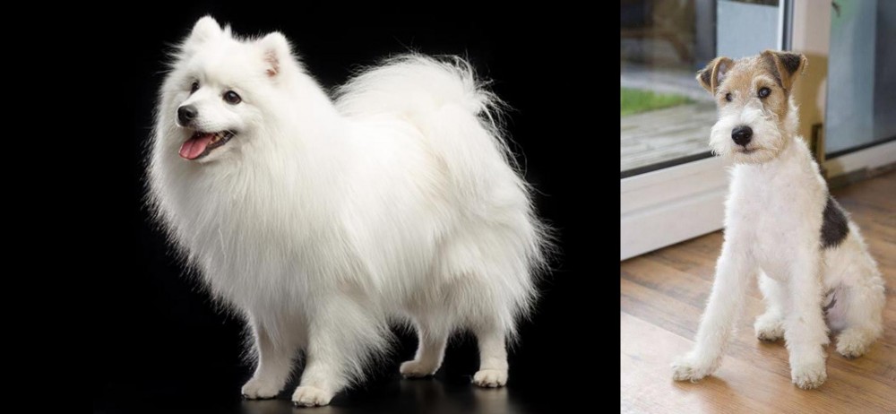 Wire Fox Terrier vs Japanese Spitz - Breed Comparison