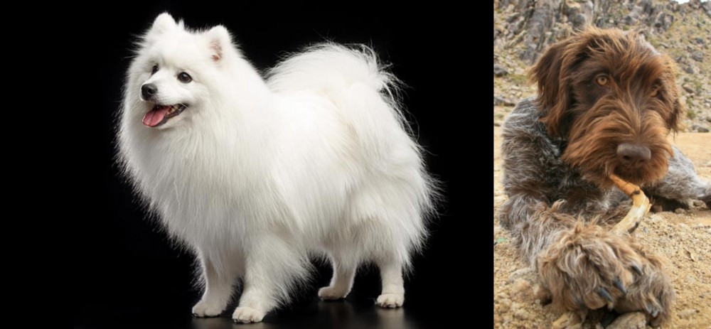 Wirehaired Pointing Griffon vs Japanese Spitz - Breed Comparison