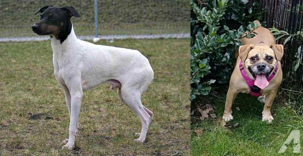 Beabull vs Japanese Terrier - Breed Comparison