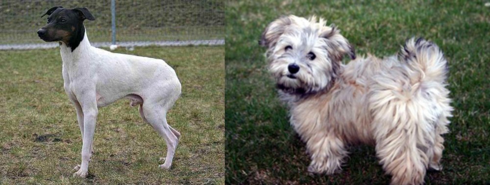 Havapoo vs Japanese Terrier - Breed Comparison