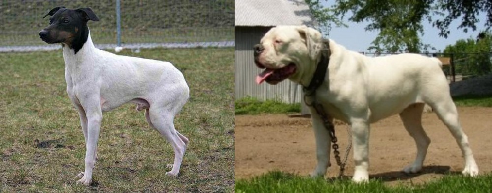 Hermes Bulldogge vs Japanese Terrier - Breed Comparison